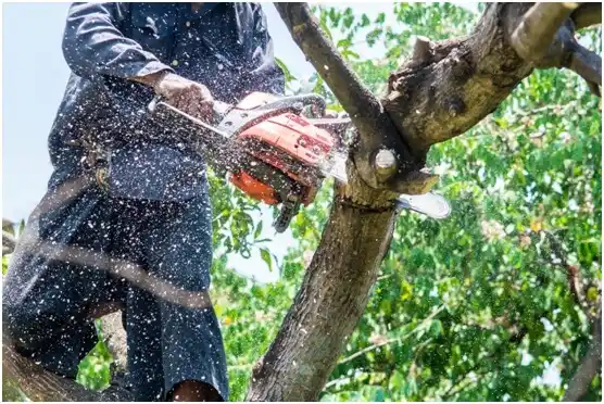 tree services West Hamlin